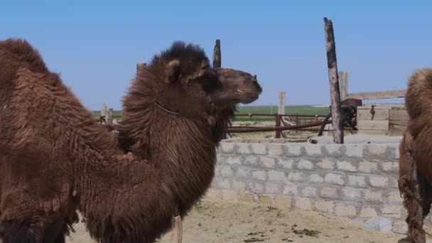 Authentic Camels Villages Aralsk Steppes Kazakhstan — Stockvideo