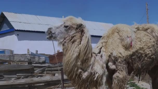 Authentic Camels Villages Aralsk Steppes Kazakhstan — стоковое видео