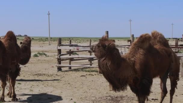 Authentic Camels Villages Aralsk Steppes Kazakhstan — ストック動画