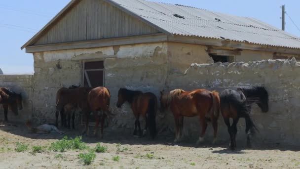 Hästar Aral Village Kazakstan — Stockvideo