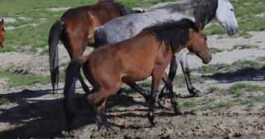 Kazakistan 'ın Basamaklarında Atlar Otlanıyor