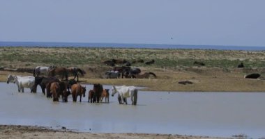 Kazakistan 'ın Basamaklarında Atlar Otlanıyor