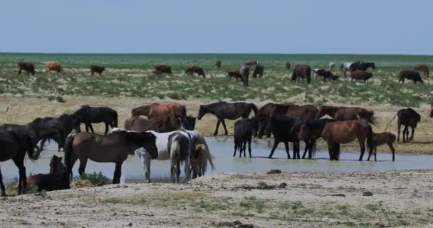 Kazakistan Basamaklarında Atlar Otlanıyor — Stok video