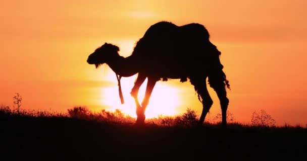 Silhueta Camelo Pôr Sol — Vídeo de Stock