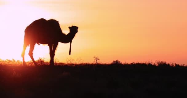 Silueta Camello Atardecer — Vídeo de stock