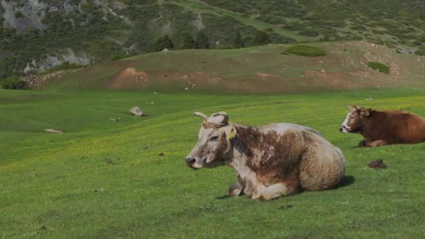 Paisagens Naturais Quirguizistão Montanhoso — Vídeo de Stock