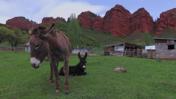 吉尔吉斯斯坦Jety Oguz村的驴子 — 图库视频影像
