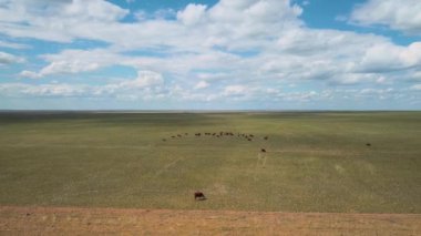 Herd Of Cows Grazing In A Field, Aerial View