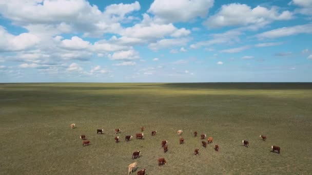 Стадо Коров Пасущихся Поле Вид Воздуха — стоковое видео