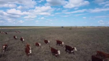 Herd Of Cows Grazing In A Field, Aerial View