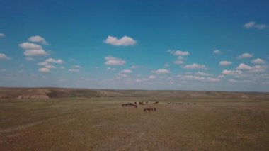 Herd Of Horses In The Field, Aerial View