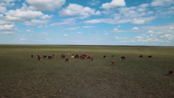 Herd Cows Grazing Field Aerial View — Vídeo de stock