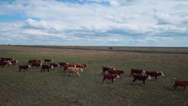 Herd Cows Grazing Field Aerial View — Vídeo de stock