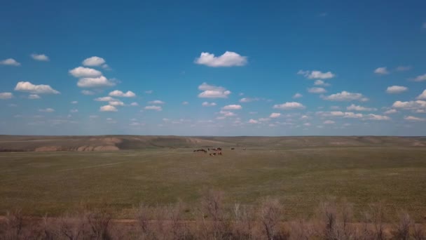 Herd Horses Field Aerial View — Stock Video