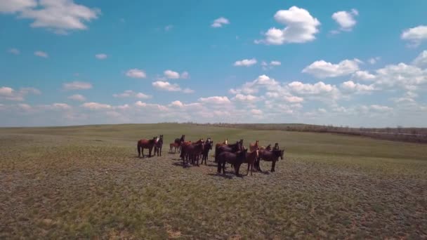 Herd Horses Field Aerial View — Vídeo de Stock