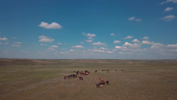 Herd Horses Field Aerial View — Vídeo de stock