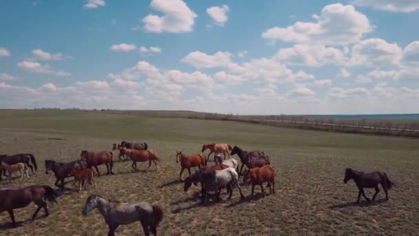 Стадо Лошадей Поле Вид Воздуха — стоковое видео