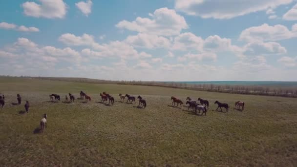 Herd Horses Field Aerial View — Vídeo de stock