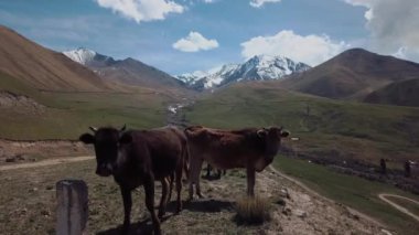 Herd Of Cows Grazing High In The Mountains, Aerial View