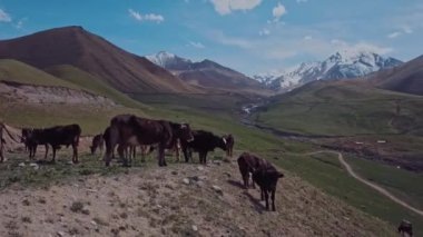 Herd Of Cows Grazing High In The Mountains, Aerial View