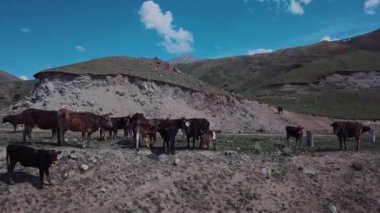 Herd Of Cows Grazing High In The Mountains, Aerial View
