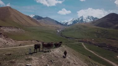 Herd Of Cows Grazing High In The Mountains, Aerial View