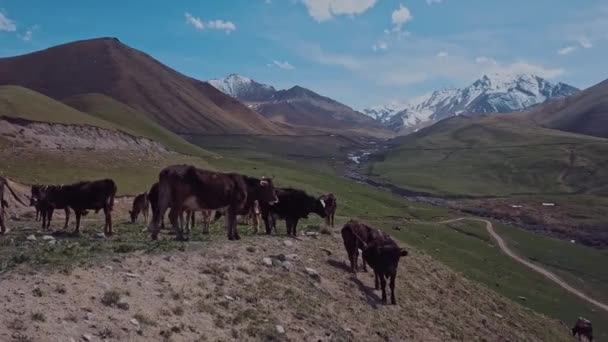 Herd Cows Grazing High Mountains Aerial View — Vídeo de stock