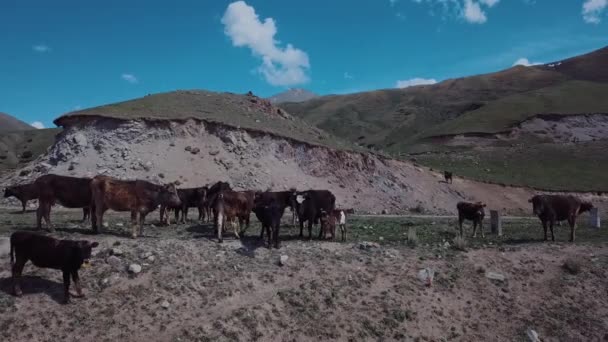 Herd Cows Grazing High Mountains Aerial View — Vídeo de stock
