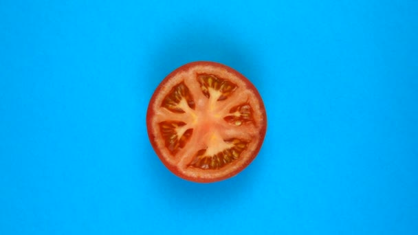 Rotation av en färsk tomat isolerad på blått. 360 graders rotation — Stockvideo