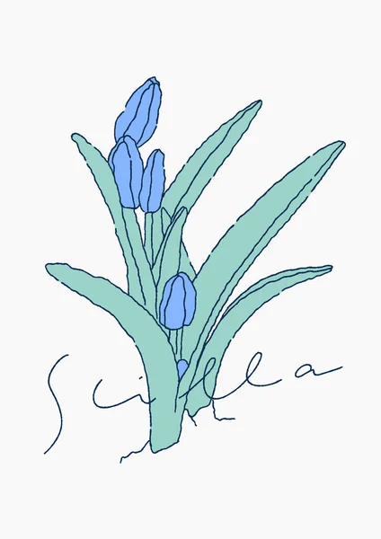 Scilla Blüten Sprießen Ungeöffnete Waldblumenknospen Frühlingszeit — Stockvektor