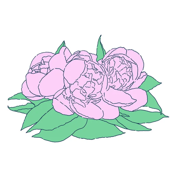 Peony Ilustração Linha Colorida Flores Flores Cortadas Com Folhas Fundo —  Vetores de Stock