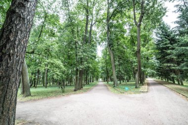 Nehir kenarındaki orman manzarası 