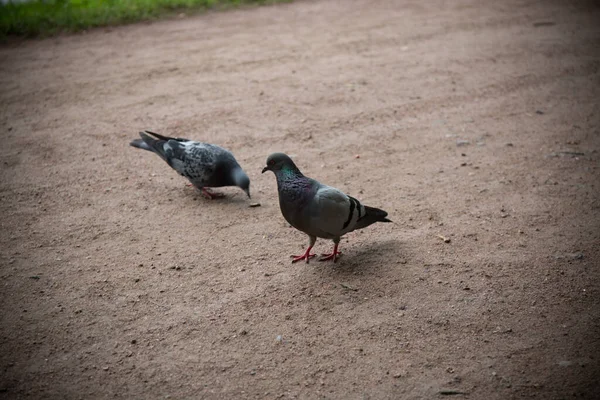 Oiseau Sauvage Couleur Grise Gros Plan — Photo