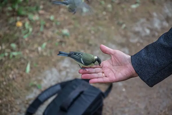 Pássaro Selvagem Cor Cinza Perto — Fotografia de Stock