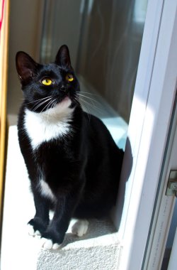 Beyaz pençeli siyah kedi yavrusu yaklaş. 