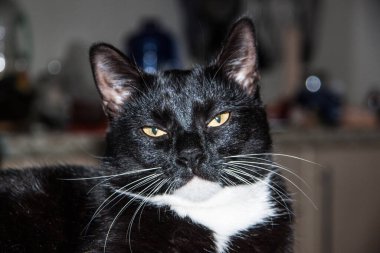 Beyaz pençeli siyah kedi yavrusu yaklaş. 