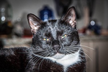 Beyaz pençeli siyah kedi yavrusu yaklaş. 