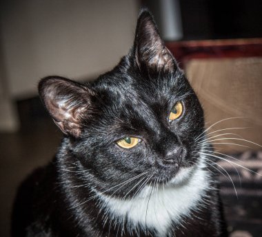 Beyaz pençeli siyah kedi yavrusu yaklaş. 