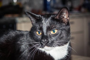 Beyaz pençeli siyah kedi yavrusu yaklaş. 