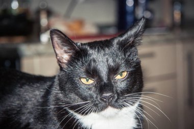 Beyaz pençeli siyah kedi yavrusu yaklaş. 