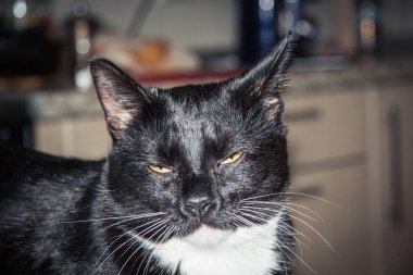 Beyaz pençeli siyah kedi yavrusu yaklaş. 