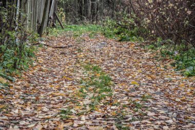 Sarı yapraklı sonbahar manzarası ve kırmızı kızılcık meyveleri kapanıyor.