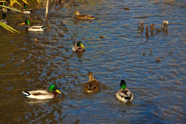 Su manzarası, deniz manzarası. 