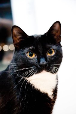 Beyaz göğüslü siyah kedi yavrusu.