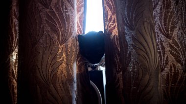 Beyaz göğüslü siyah kedi yavrusu.