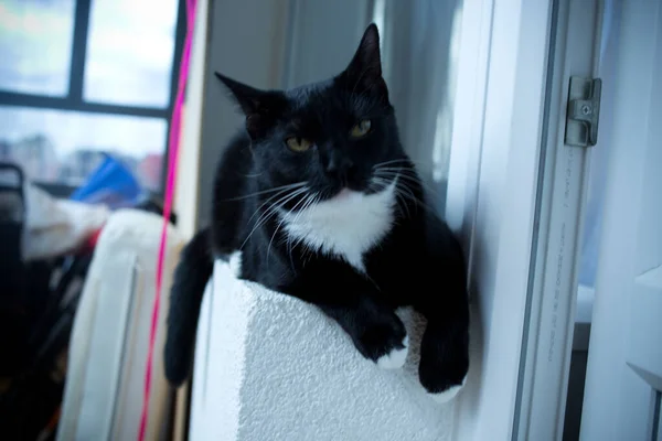 Black Kitten White Paws Close — Foto Stock