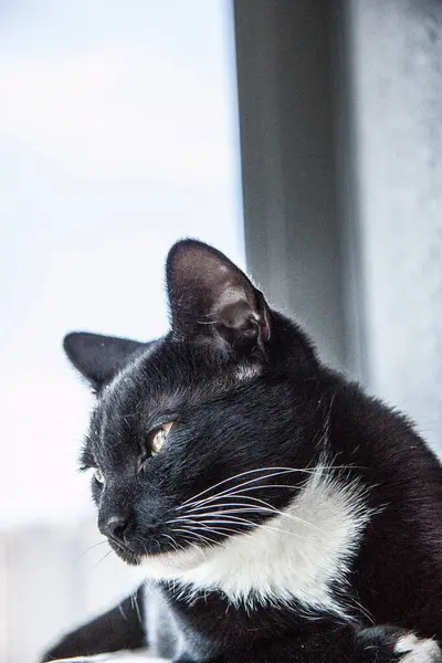 Gatinho Preto Com Patas Brancas Perto — Fotografia de Stock