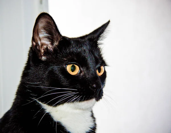 Fekete Cica Fehér Mancsokkal Közelről — Stock Fotó