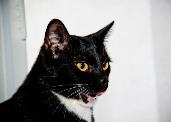 Black Kitten White Paws Close — Stock Photo, Image