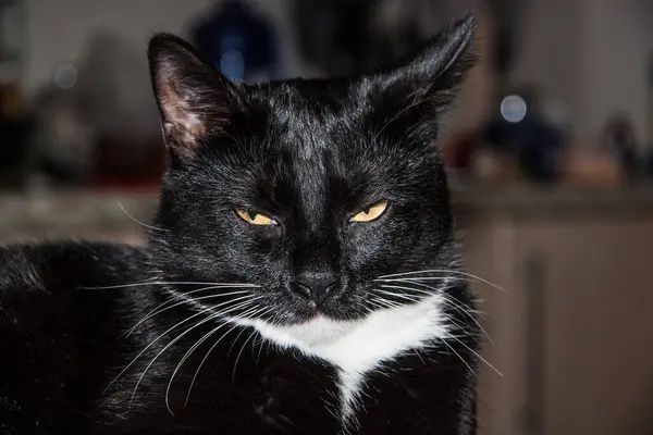 Gatito Negro Con Patas Blancas Cerca —  Fotos de Stock